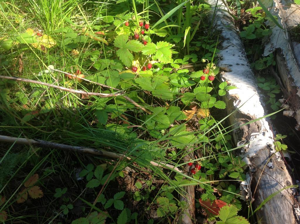 Tilhi 1 Cottage Piojarvi Zewnętrze zdjęcie