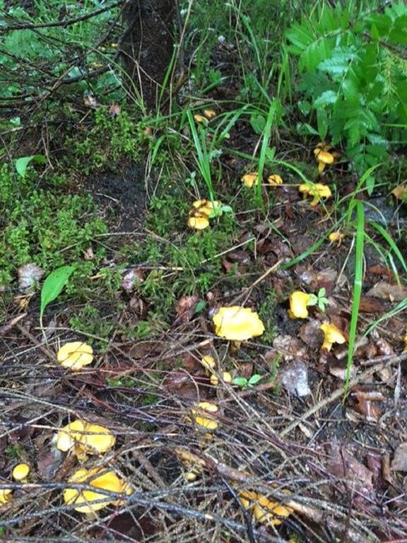 Tilhi 1 Cottage Piojarvi Zewnętrze zdjęcie